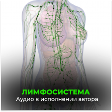 №158 Лимфосистема